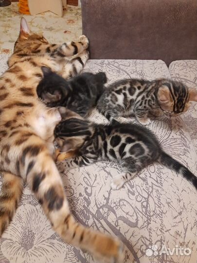 Бенгальские котята
