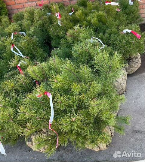 Сосна Горная, Мугус саженцы из питомника