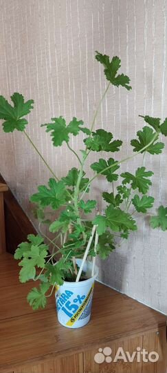 Герань душистая