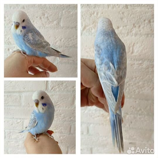 Радужные птенцы. Самец и самочка