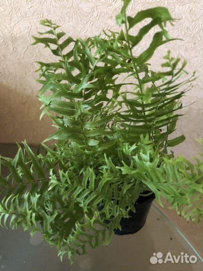 Папоротник филиппинский, мутшн