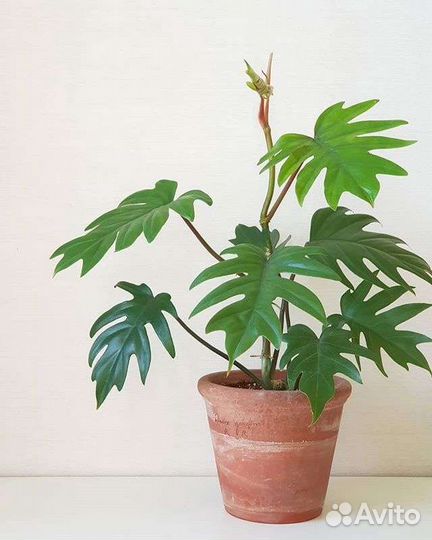 Филодендроны