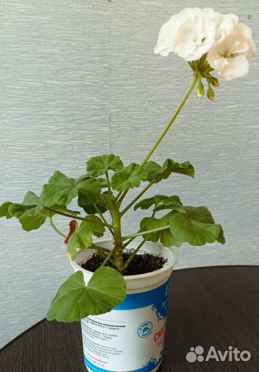 Герань белая