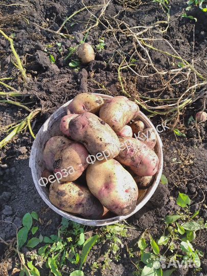 Продам картофель