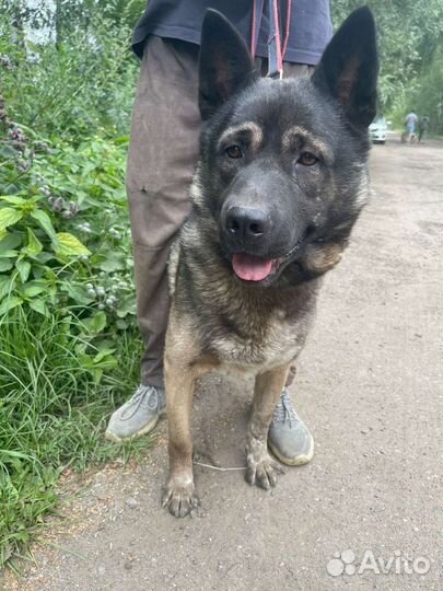 Собака в дар