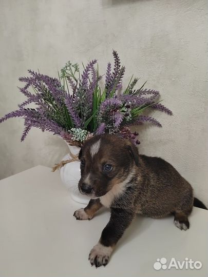 Маленькая собака в добрые руки бесплатно