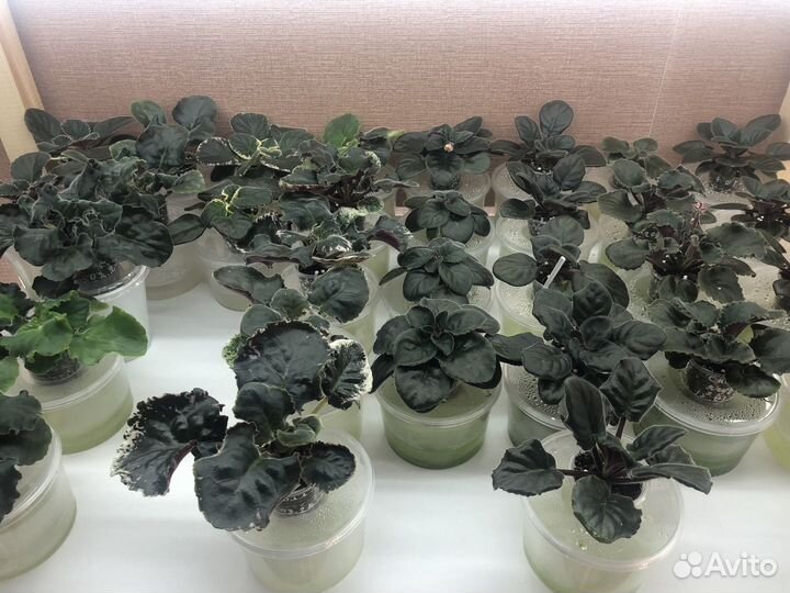 Сортовые фиалки