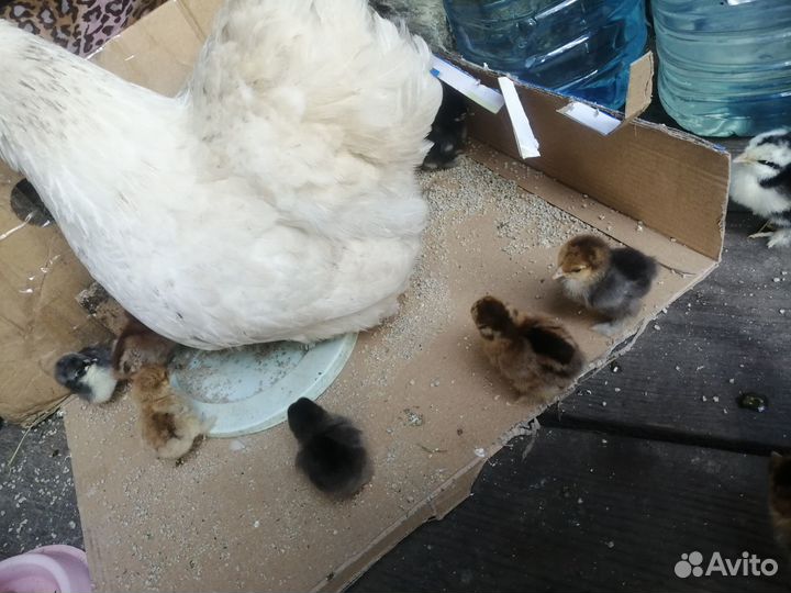 Карликовые кохинхины