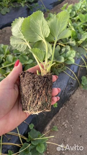 Клубника рассада