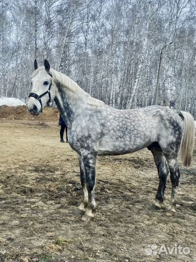 Жеребец орловский рысак на случку