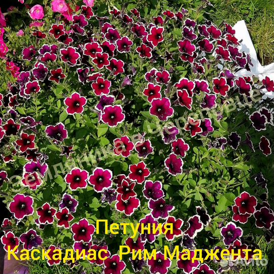 Петуния вегетативная