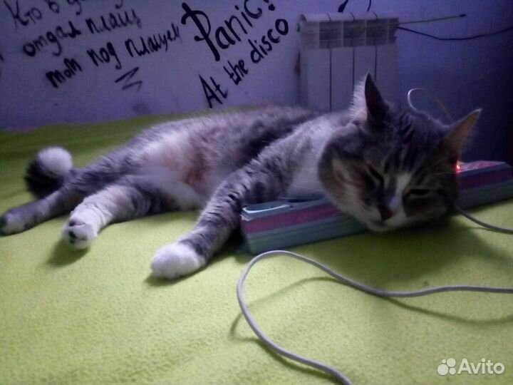 Зоогостиница, передержка животных в домашних услов