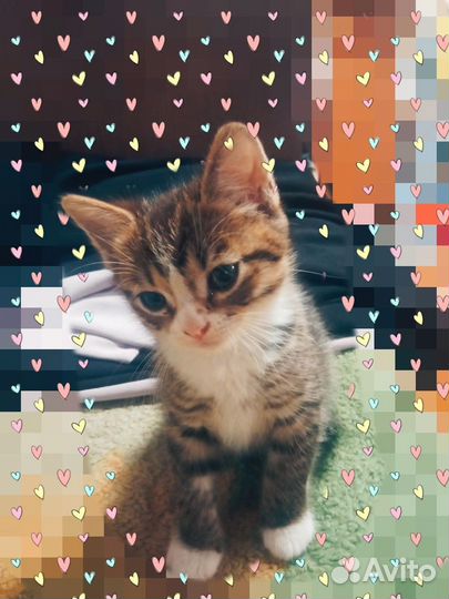 Отдам кошечек