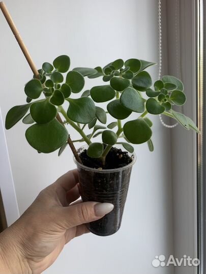 Цветок любви