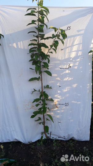 Саженцы черешни