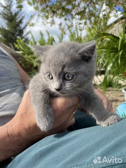 Котята отдам бесплатно