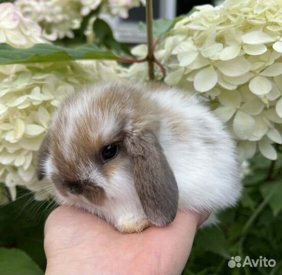 Карликовые декоративные крольчата, мини малыши