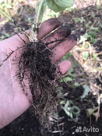 Саженцы клубники