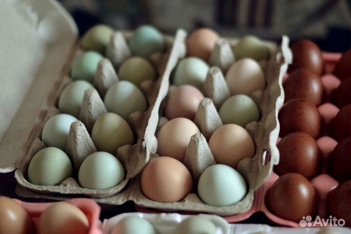 Яйцо домашнее