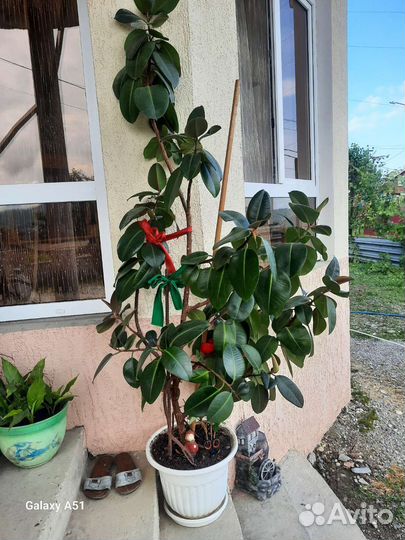 Замиокулькас