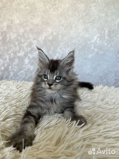 Котята мейн-кун
