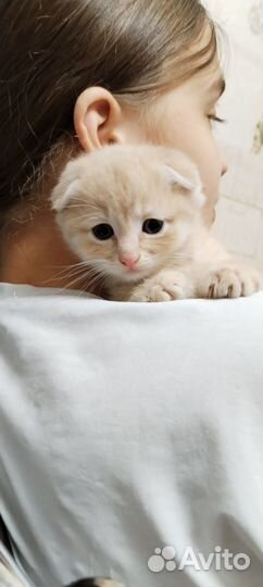 Британец мальчик 1.5мес