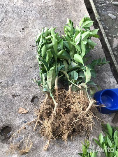 Саженцы цитрусовых растений