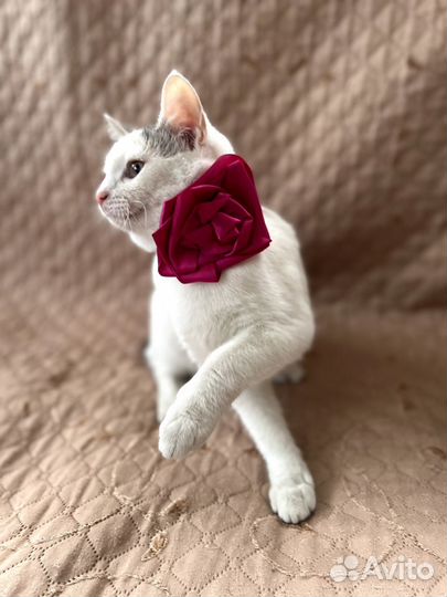 Белоснежка Китти 7,5 мес. кошка в добрые руки