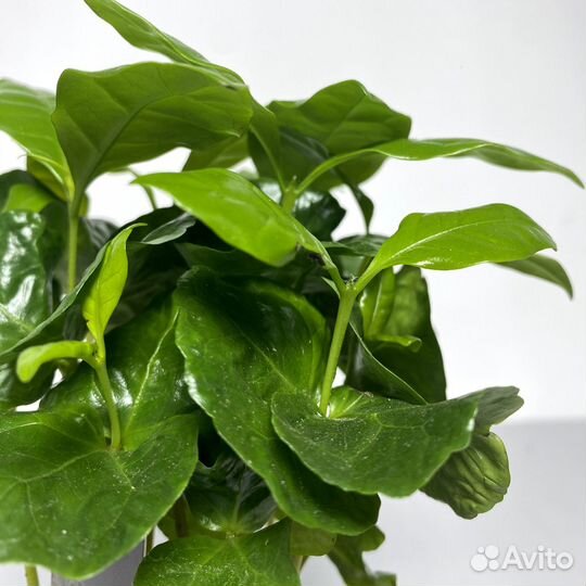 Кофе Арабика Растение