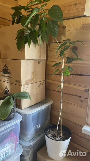 Роза гибискус