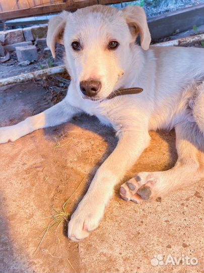 Фенотип лабрадора 4 месяца