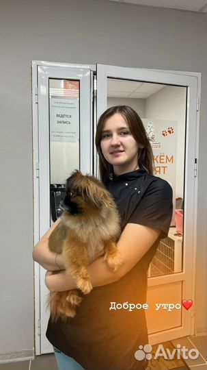 Стрижка животных груминг
