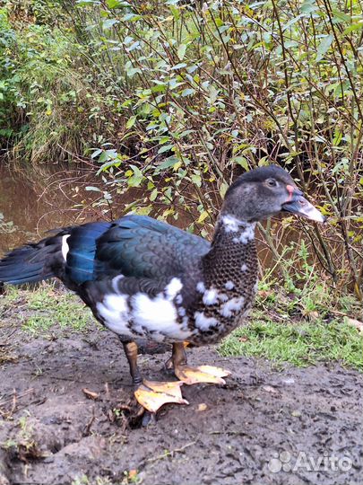 Селезни мускусных уток