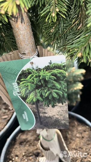 Ель Форманек на штамбе