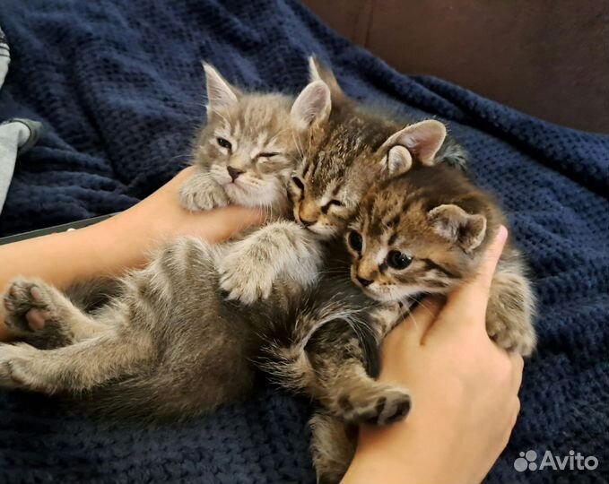 Вислоухие котята в добрые руки