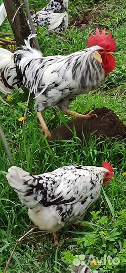 Цыплята легорн долматинец