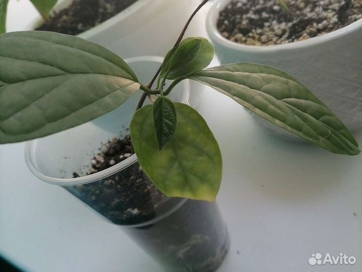 Клеродендрум Томпсона