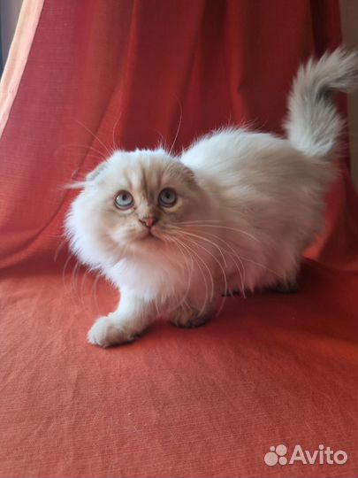 Шотландская кошка