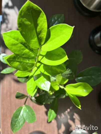 Суккуленты: замиокулькас, маммилярия, цилиндрика