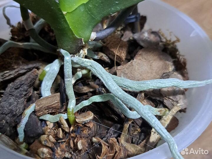 Орхидея фаленопсис