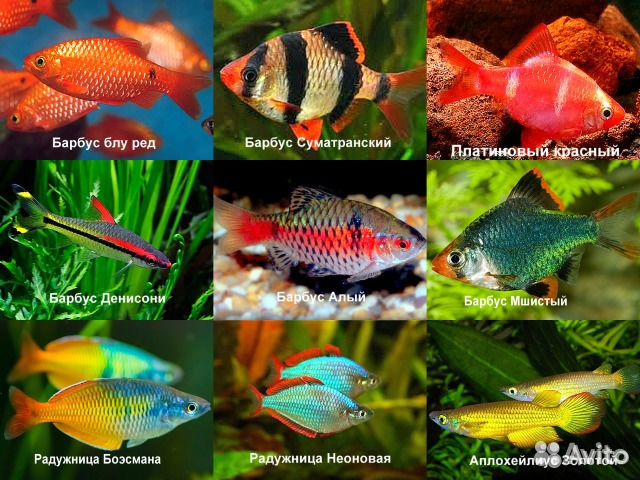 Аквариумные рыбки