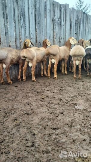 Продаем баранов