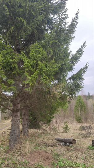 Участок 20 сот. (ИЖС)