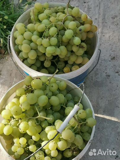 Саженцы винограда