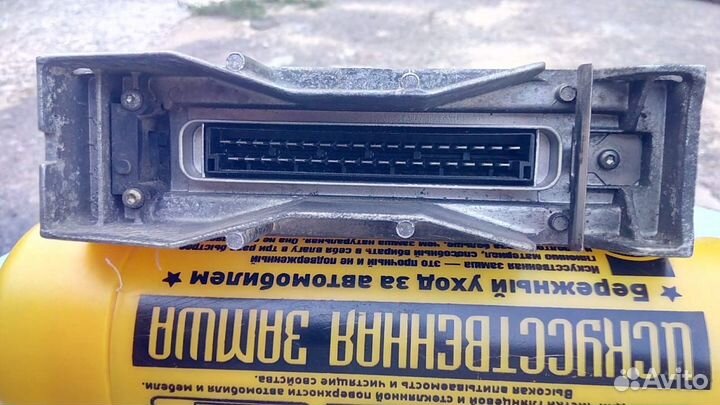 Эбу на газель