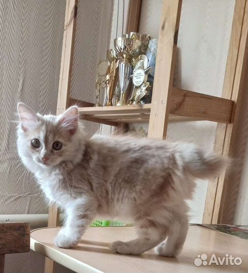 Курильский бобтейл пдш
