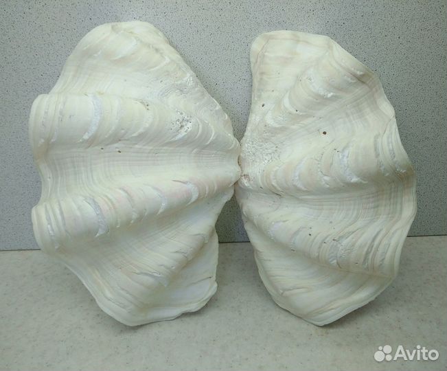 Морская ракушка раковина 19,5 двойная