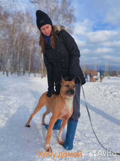 Собака ищет дом Бывшедомашняя