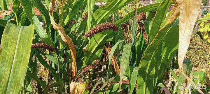 Чумиза - лакомство для птиц