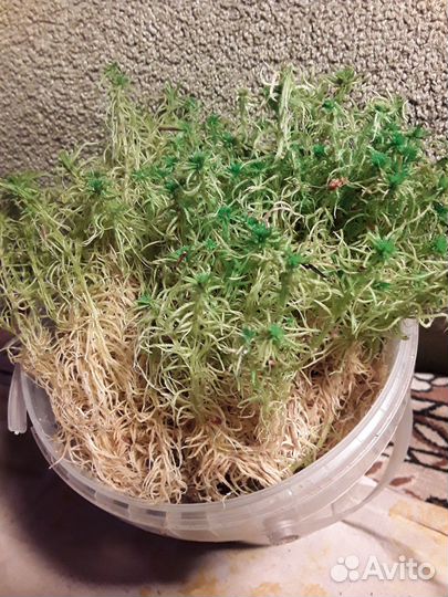 Сфагнум свежий сбор наборы для орхидей